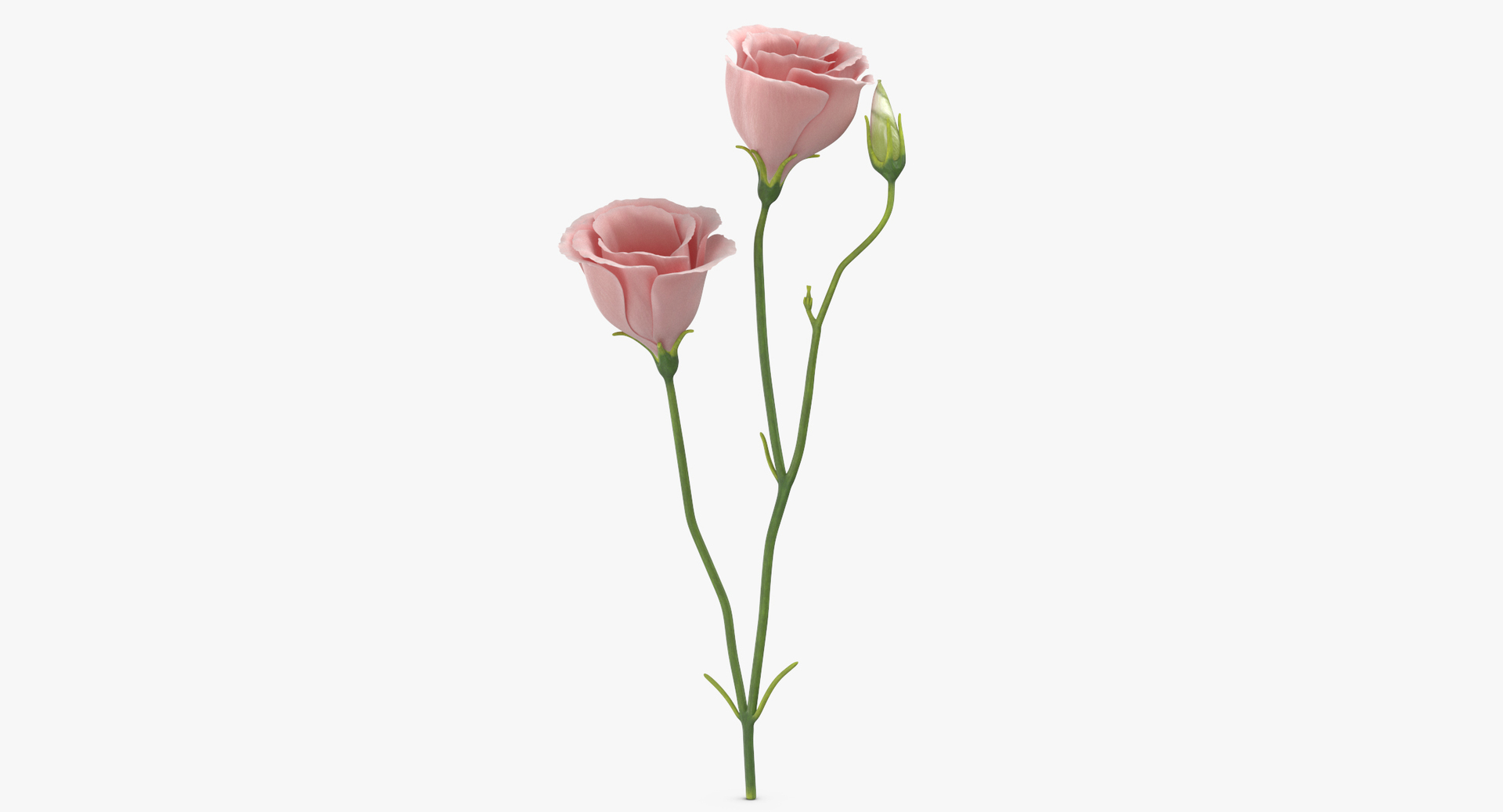 pink floral set 01 3D https://p.turbosquid.com/ts-thumb/C3/r3GmYp/JLAl7JKT/0000/jpg/1564581452/1920x1080/turn_fit_q99/17a06218c7b188a5083a56a69ceff2893d7737cc/0000-1.jpg