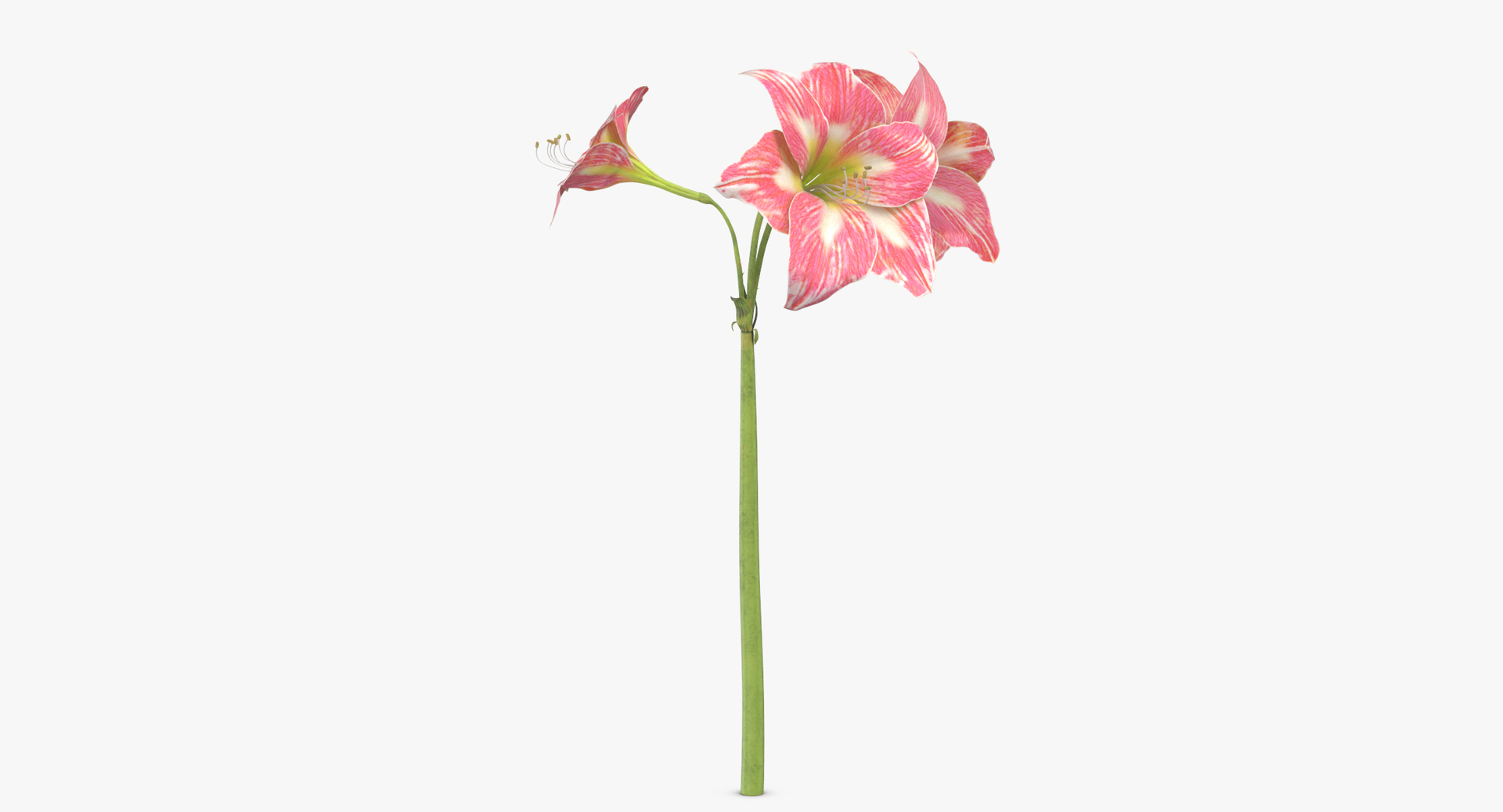 pink floral set 01 3D https://p.turbosquid.com/ts-thumb/C3/r3GmYp/TP2RinES/0000/jpg/1566206719/1920x1080/turn_fit_q99/0d24d5ec2786839a22f14e464e3b59b834a61b10/0000-1.jpg