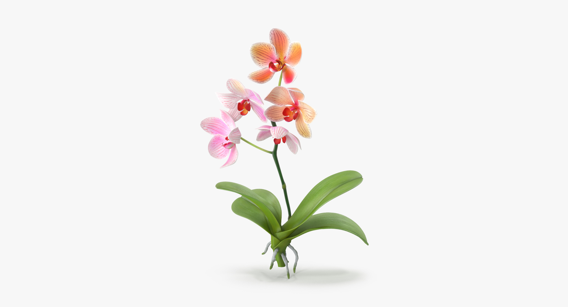pink floral set 01 3D https://p.turbosquid.com/ts-thumb/C3/r3GmYp/eWIgMca0/0000/jpg/1564661342/1920x1080/turn_fit_q99/7d0736747011cc7f6f486924b98ad9ff860e228d/0000-1.jpg