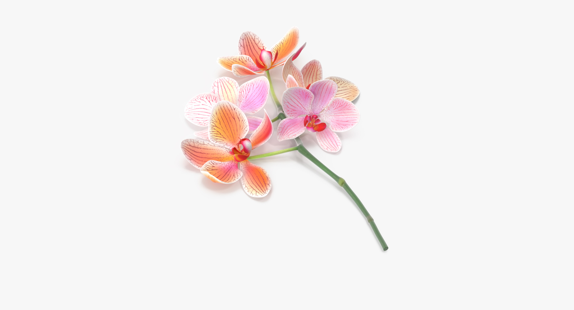 pink floral set 01 3D https://p.turbosquid.com/ts-thumb/C3/r3GmYp/mYdNpB0Z/0000/jpg/1564661201/1920x1080/turn_fit_q99/1355e80e93f6844b16ad6493ff744704f21c37ad/0000-1.jpg