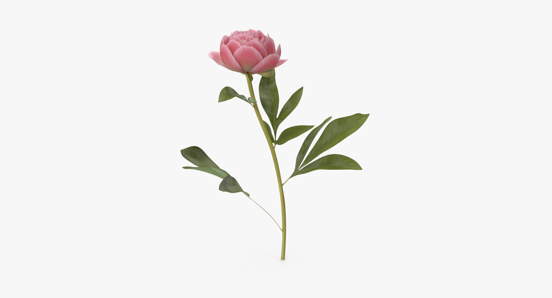 pink floral set 01 3D https://p.turbosquid.com/ts-thumb/C3/r3GmYp/wWJEGaMq/0000/jpg/1564580824/1920x1080/turn_fit_q99/0f822217ce446de8efa41cc33ff16cd4eec01c2c/0000-1.jpg