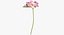 Pink Floral Set 01 - 32 Produkte