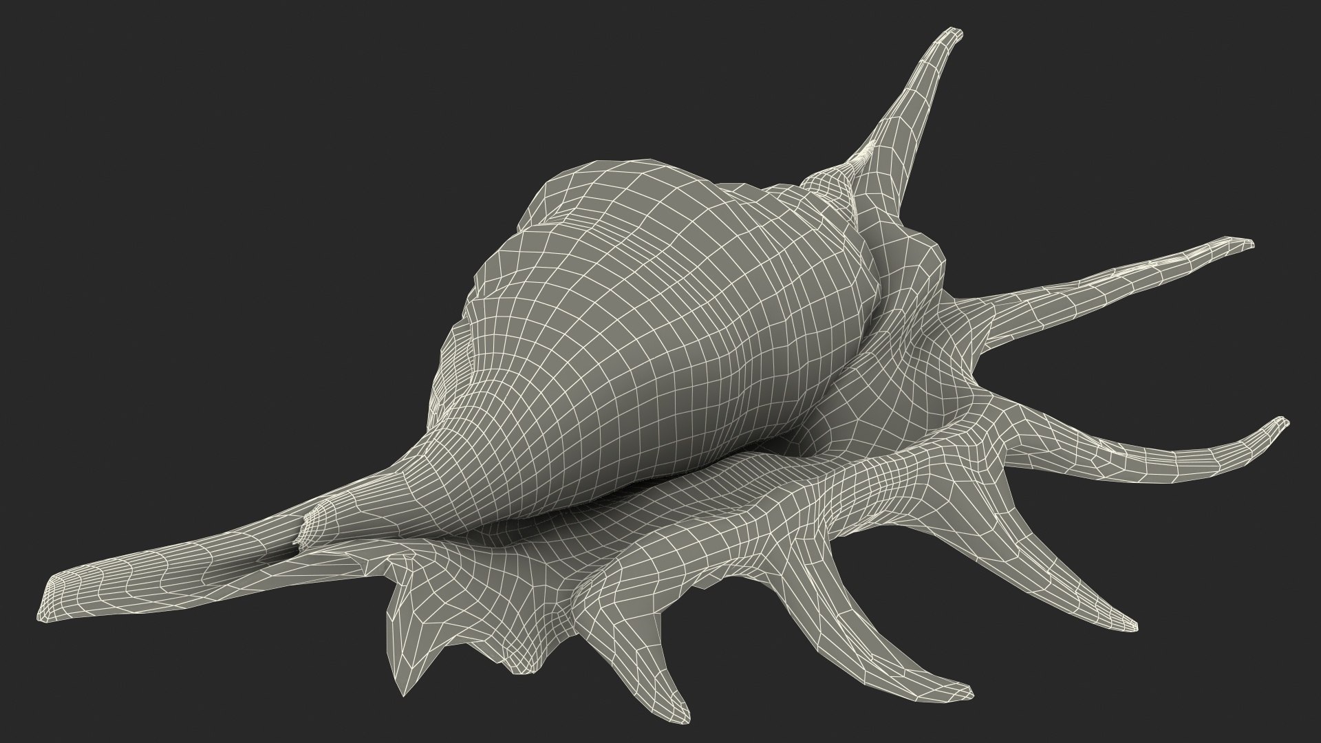 Sea Shell Spider Conch Lambis model https://p.turbosquid.com/ts-thumb/C4/0ymFgt/07/seashellspiderconchlambis3dsmodel026/jpg/1666181411/1920x1080/fit_q87/2c127bce46a8fe242e38a7e92b07e19efba9379e/seashellspiderconchlambis3dsmodel026.jpg