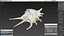 Sea Shell Spider Conch Lambis