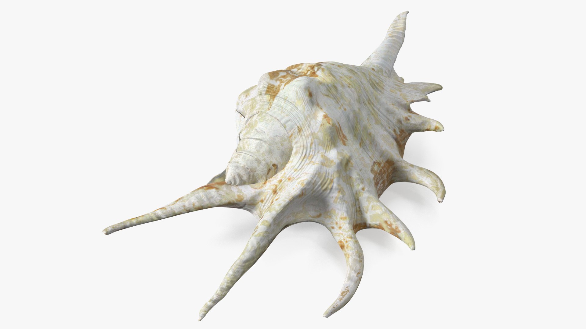 Sea Shell Spider Conch Lambis model https://p.turbosquid.com/ts-thumb/C4/0ymFgt/5S/seashellspiderconchlambis3dsmodel010/jpg/1666181344/1920x1080/fit_q87/5a2e9892a39a62bcae8aeb95faef6ef30bab4ec1/seashellspiderconchlambis3dsmodel010.jpg