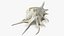 Sea Shell Spider Conch Lambis