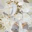 Sea Shell Spider Conch Lambis