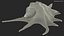 Sea Shell Spider Conch Lambis
