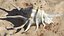 Sea Shell Spider Conch Lambis