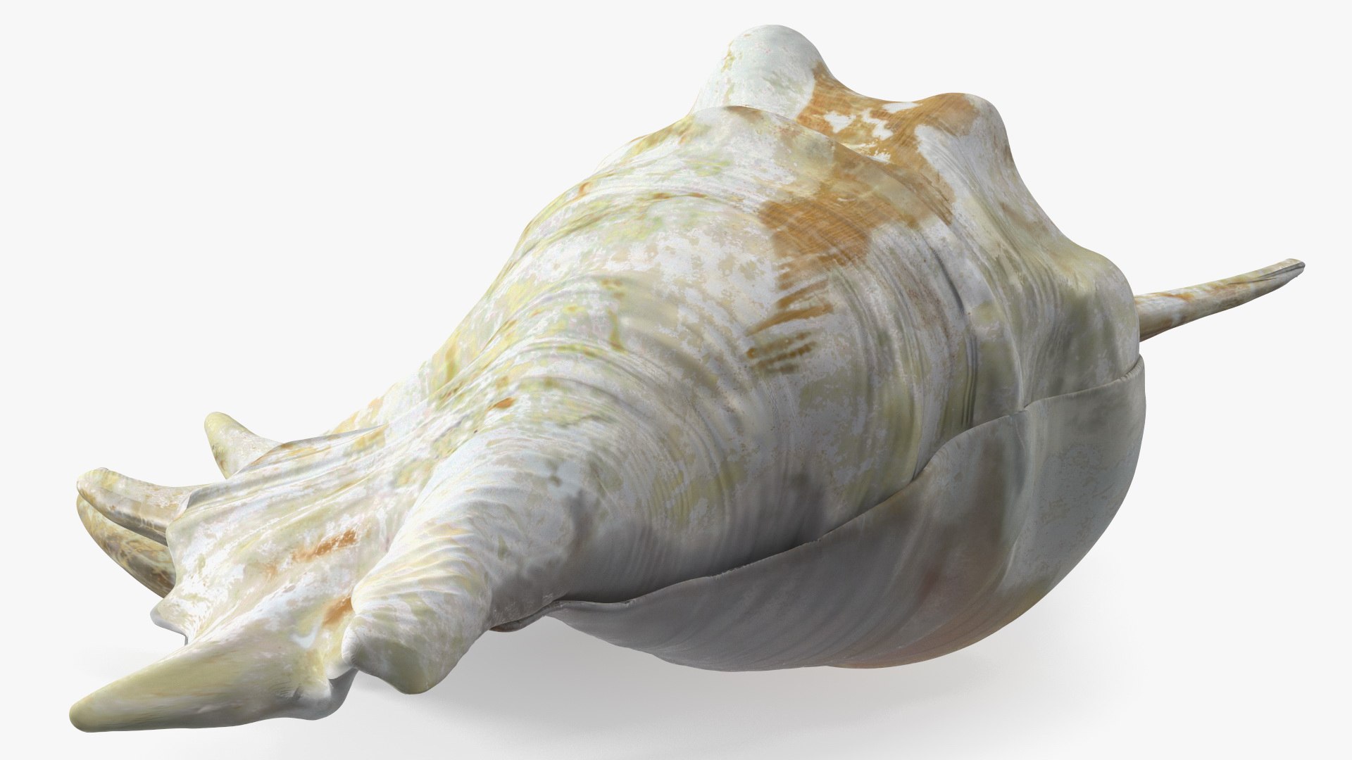 Sea Shell Spider Conch Lambis model https://p.turbosquid.com/ts-thumb/C4/0ymFgt/H1/seashellspiderconchlambis3dsmodel013/jpg/1666181356/1920x1080/fit_q87/65ac705484744f1dbd109aaa0bfe56d2adfaa356/seashellspiderconchlambis3dsmodel013.jpg