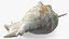 Sea Shell Spider Conch Lambis