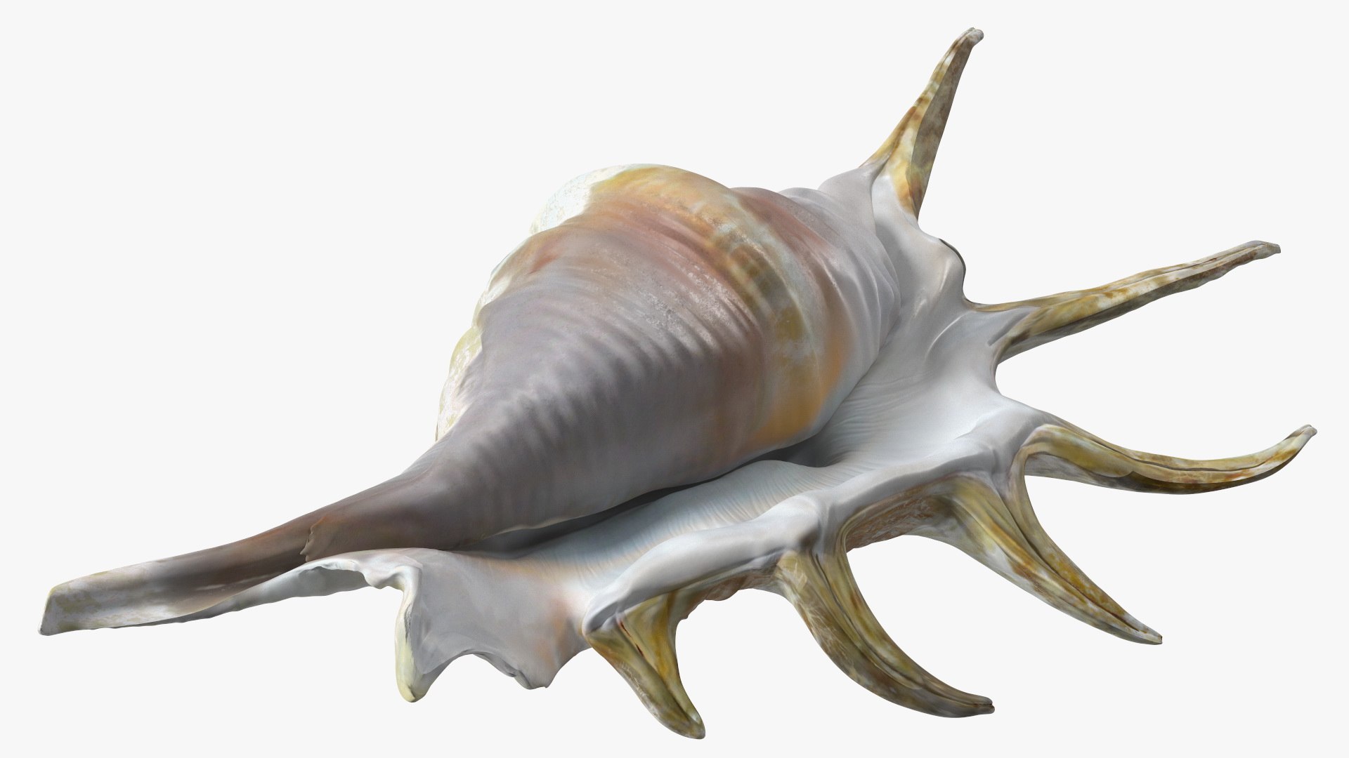 Sea Shell Spider Conch Lambis model https://p.turbosquid.com/ts-thumb/C4/0ymFgt/HI/seashellspiderconchlambis3dsmodel015/jpg/1666181364/1920x1080/fit_q87/774fd1af21ce4f9a6280ce23255bf9d6f02d3cce/seashellspiderconchlambis3dsmodel015.jpg