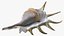 Sea Shell Spider Conch Lambis