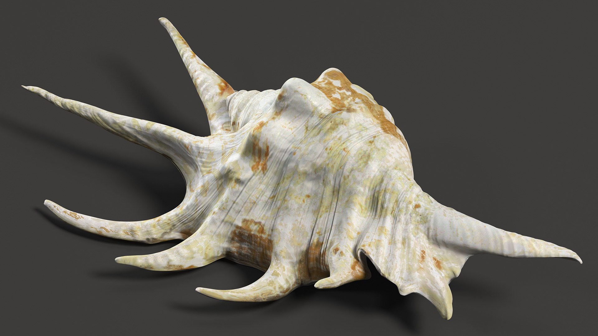 Sea Shell Spider Conch Lambis model https://p.turbosquid.com/ts-thumb/C4/0ymFgt/Iy/seashellspiderconchlambis3dsmodel007/jpg/1666181332/1920x1080/fit_q87/7136472e6e0b155fa917485b0bfbab4170a2c998/seashellspiderconchlambis3dsmodel007.jpg