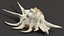 Sea Shell Spider Conch Lambis