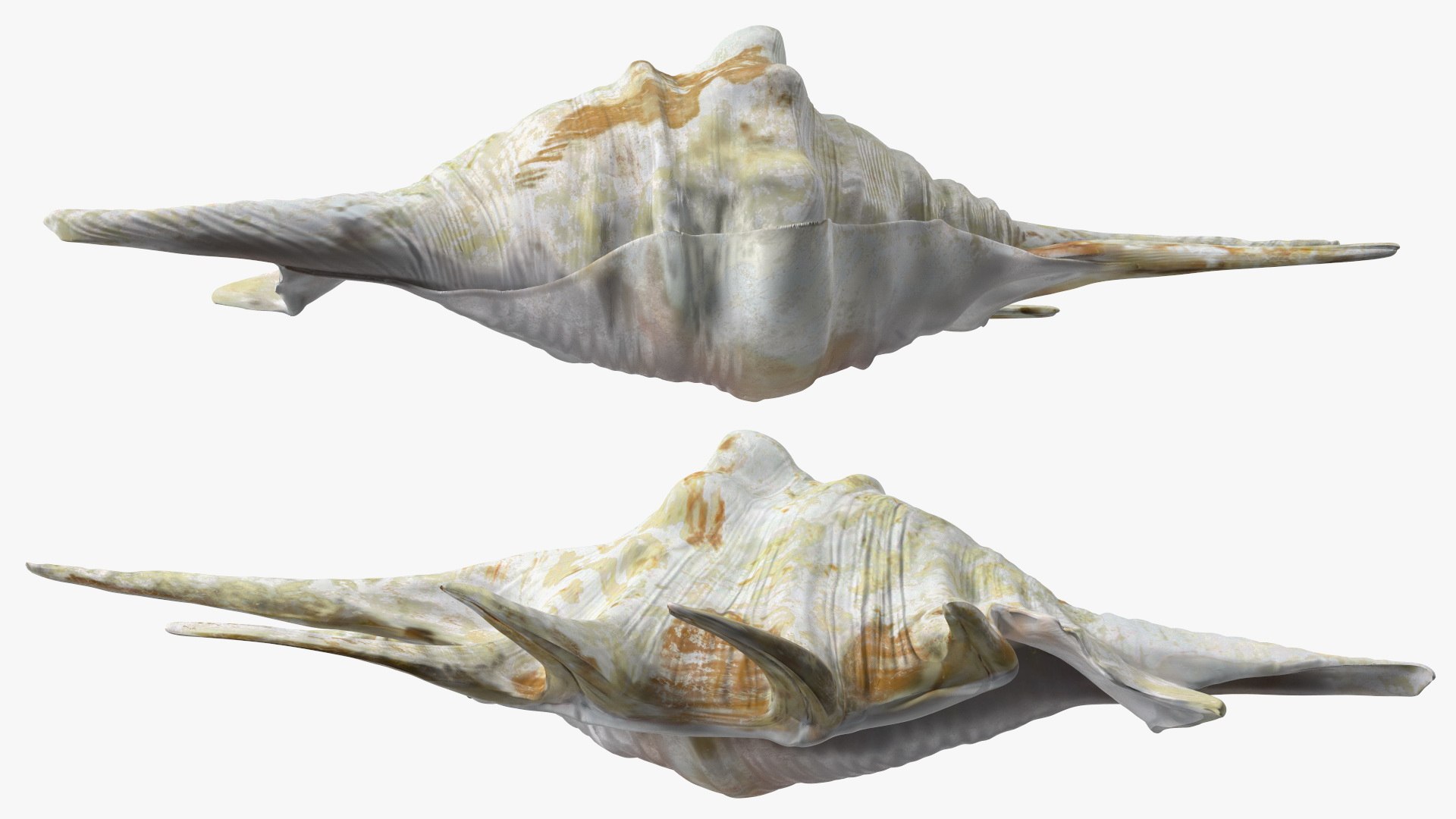 Sea Shell Spider Conch Lambis model https://p.turbosquid.com/ts-thumb/C4/0ymFgt/L1/seashellspiderconchlambis3dsmodel014/jpg/1666181360/1920x1080/fit_q87/adf014f872462a2ed3bea6208bc608f411ef37ed/seashellspiderconchlambis3dsmodel014.jpg