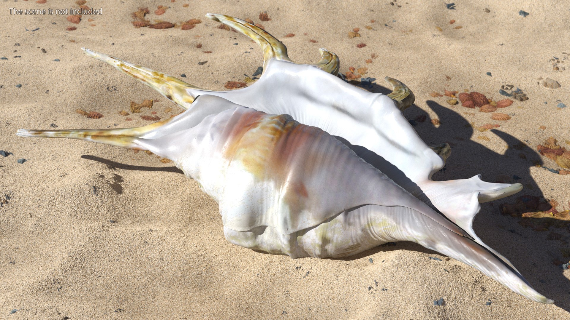Sea Shell Spider Conch Lambis model https://p.turbosquid.com/ts-thumb/C4/0ymFgt/NM/seashellspiderconchlambis3dsmodel005/jpg/1666181325/1920x1080/fit_q87/05b5bb253895e798fe3b72d4216cbb6f5fd9c68a/seashellspiderconchlambis3dsmodel005.jpg