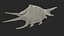 Sea Shell Spider Conch Lambis