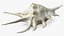 Sea Shell Spider Conch Lambis