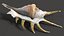 Sea Shell Spider Conch Lambis