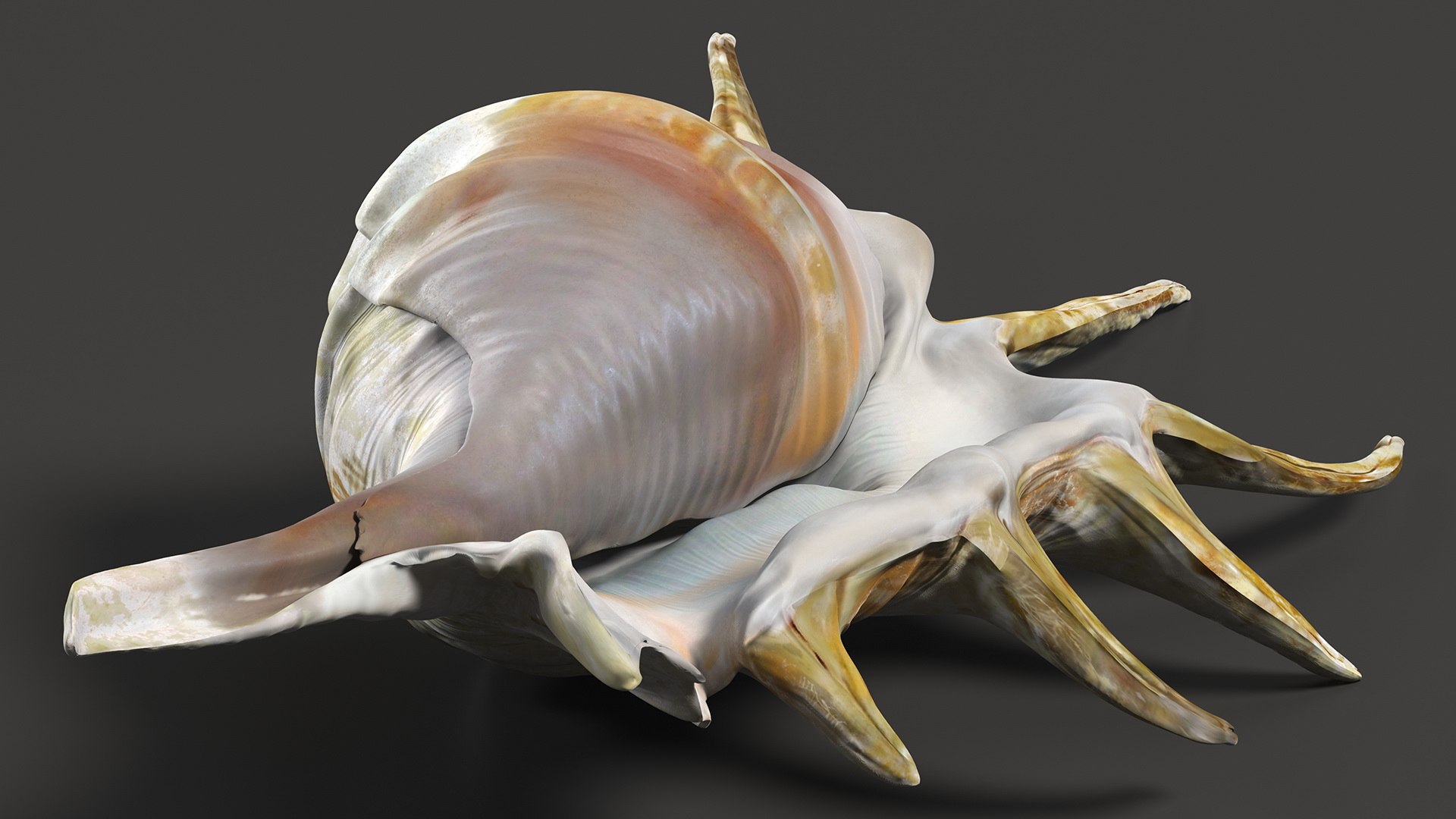 Sea Shell Spider Conch Lambis model https://p.turbosquid.com/ts-thumb/C4/0ymFgt/dq/seashellspiderconchlambis3dsmodel009/jpg/1666181340/1920x1080/fit_q87/27c55f6298dcf8b8c663f8006bb393d31235206d/seashellspiderconchlambis3dsmodel009.jpg