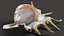 Sea Shell Spider Conch Lambis