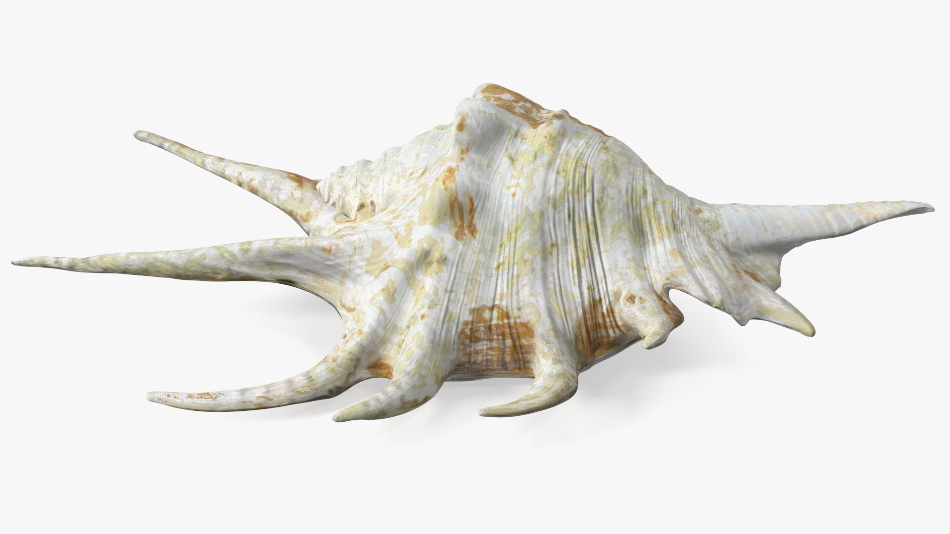 Sea Shell Spider Conch Lambis model https://p.turbosquid.com/ts-thumb/C4/0ymFgt/j3/seashellspiderconchlambis3dsmodel011/jpg/1666181348/1920x1080/fit_q87/30858af4aaafe34dacb71bd4ba08358179ead0de/seashellspiderconchlambis3dsmodel011.jpg