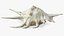 Sea Shell Spider Conch Lambis