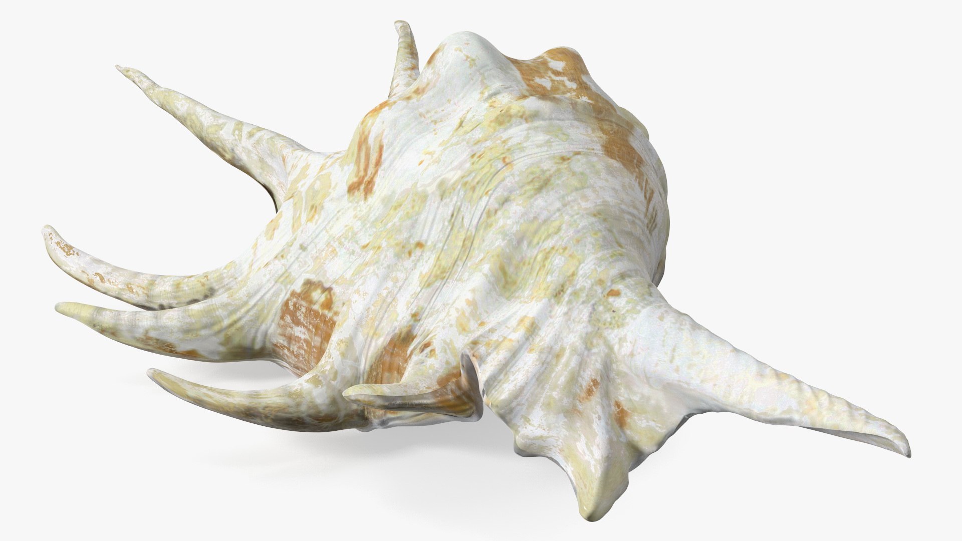 Sea Shell Spider Conch Lambis model https://p.turbosquid.com/ts-thumb/C4/0ymFgt/jd/seashellspiderconchlambis3dsmodel012/jpg/1666181352/1920x1080/fit_q87/47dfbd6441b1812009e4872ee454c5a2b53b2c57/seashellspiderconchlambis3dsmodel012.jpg