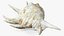 Sea Shell Spider Conch Lambis