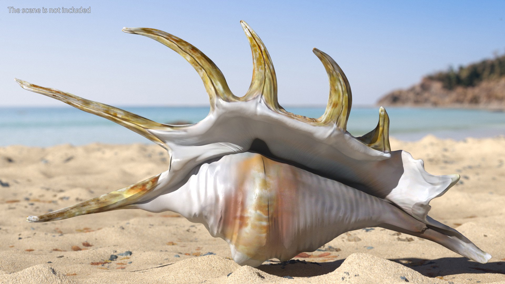 Sea Shell Spider Conch Lambis model https://p.turbosquid.com/ts-thumb/C4/0ymFgt/l9/seashellspiderconchlambis3dsmodel006/jpg/1666181329/1920x1080/fit_q87/ee45ca24897eb04792ae940db28ffc8de6ea1984/seashellspiderconchlambis3dsmodel006.jpg