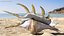 Sea Shell Spider Conch Lambis