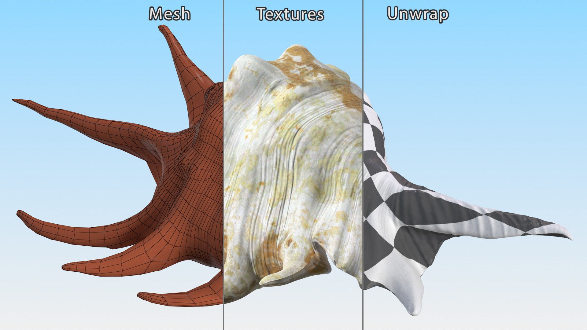 Sea Shell Spider Conch Lambis model https://p.turbosquid.com/ts-thumb/C4/0ymFgt/sa/seashellspiderconchlambis3dsmodel017/jpg/1666181372/1920x1080/fit_q87/226ee2566930a067d49713529a113cc04de2ccf1/seashellspiderconchlambis3dsmodel017.jpg