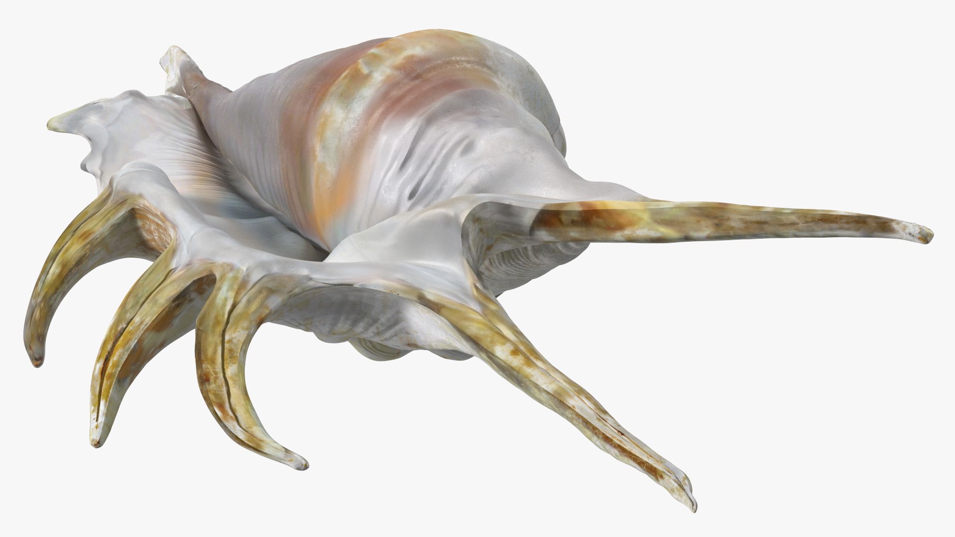 Sea Shell Spider Conch Lambis model https://p.turbosquid.com/ts-thumb/C4/0ymFgt/sy/seashellspiderconchlambis3dsmodel016/jpg/1666181368/1920x1080/fit_q87/85e859f0bed6629d1f34fd2bfe227bd9e8c08e3e/seashellspiderconchlambis3dsmodel016.jpg