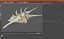 Sea Shell Spider Conch Lambis