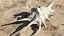 Sea Shell Spider Conch Lambis
