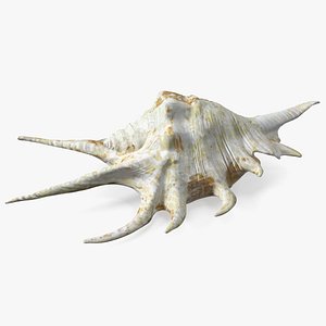 Sea Shell Spider Conch Lambis model