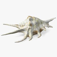 Sea Shell Spider Conch Lambis