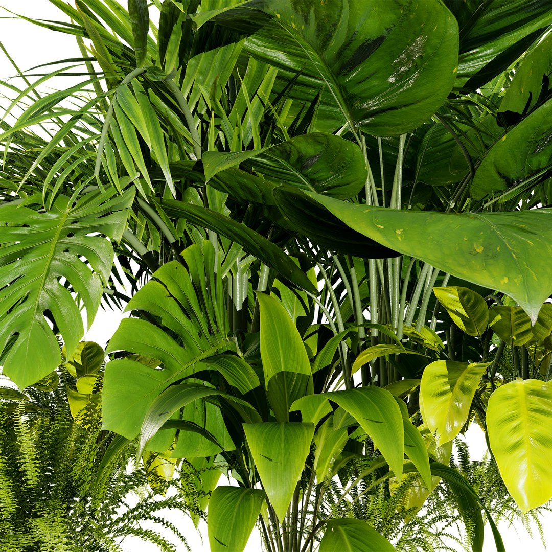 3D Diverse Tropical Foliage 3D Models https://p.turbosquid.com/ts-thumb/C4/5Nzcu6/6L/03tropicalplants07/jpg/1728325905/1920x1080/fit_q87/0738fdd87cb61fec7bbd2661799fd57ce78c9c47/03tropicalplants07.jpg