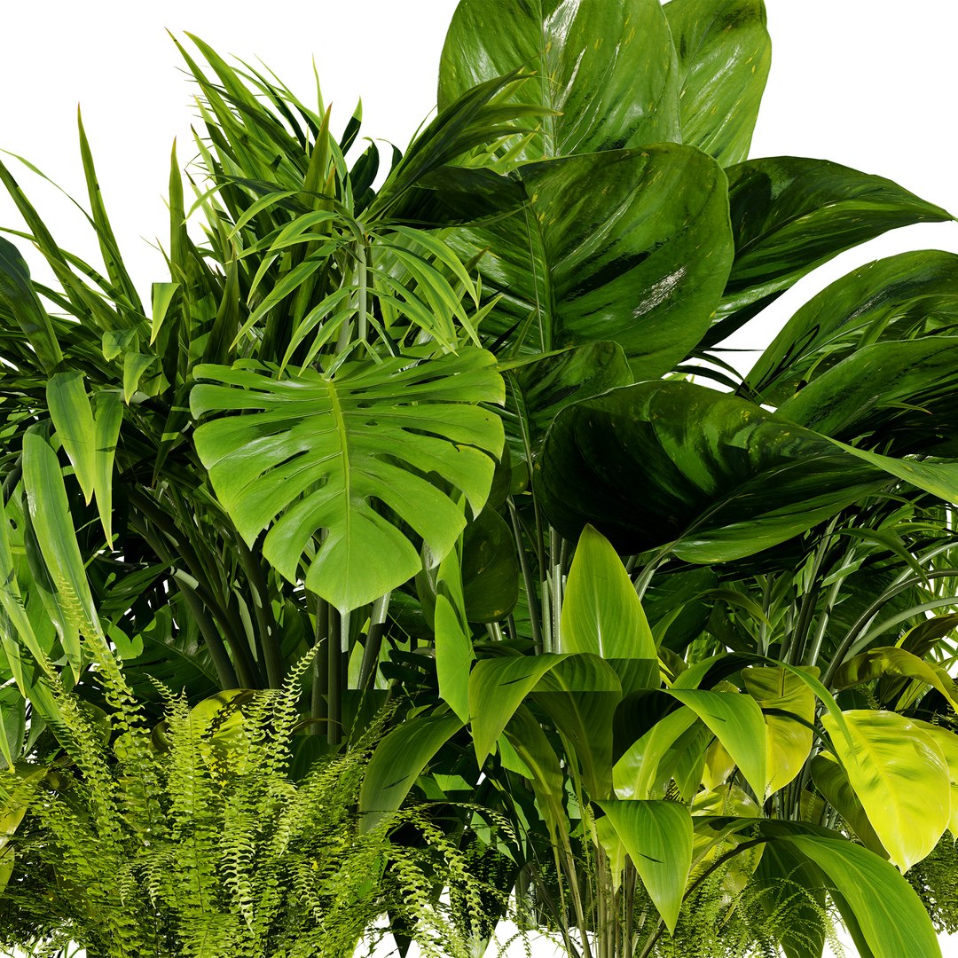 3D Diverse Tropical Foliage 3D Models https://p.turbosquid.com/ts-thumb/C4/5Nzcu6/Bo/02tropicalplants06/jpg/1728325905/1920x1080/fit_q87/39886113e61ff85cd0d9ca0affee0047b6745836/02tropicalplants06.jpg