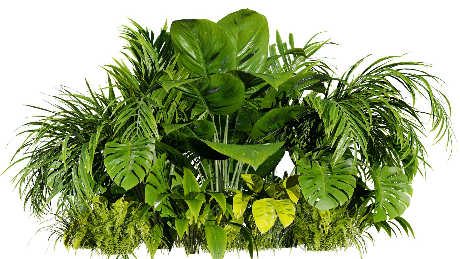 3D Diverse Tropical Foliage 3D Models https://p.turbosquid.com/ts-thumb/C4/5Nzcu6/KC/11ccover01/jpg/1728325910/1920x1080/fit_q87/441da9802dd651db023e2a45bac126931c034e7c/11ccover01.jpg