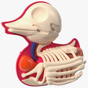 3D model Bath Duck Anatomy Skeleton