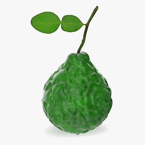 Bergamot Fruit with Leaf model
