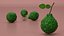 Bergamot Fruit with Leaf
