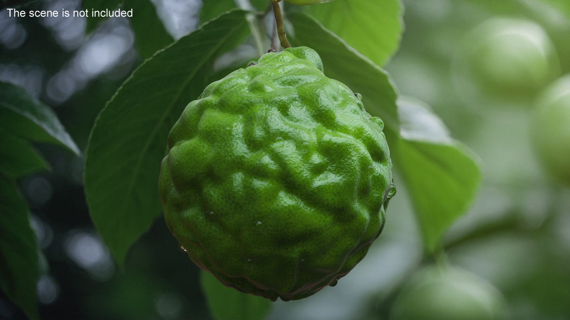 Bergamot Fruit with Leaf model https://p.turbosquid.com/ts-thumb/C4/AYlfzg/ZJ/bergamotfruitwithleafmb3dmodel002/jpg/1727754047/1920x1080/fit_q87/7f0b9cdba467411cf546f80f63fead33c0cb232a/bergamotfruitwithleafmb3dmodel002.jpg