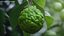 Bergamot Fruit with Leaf