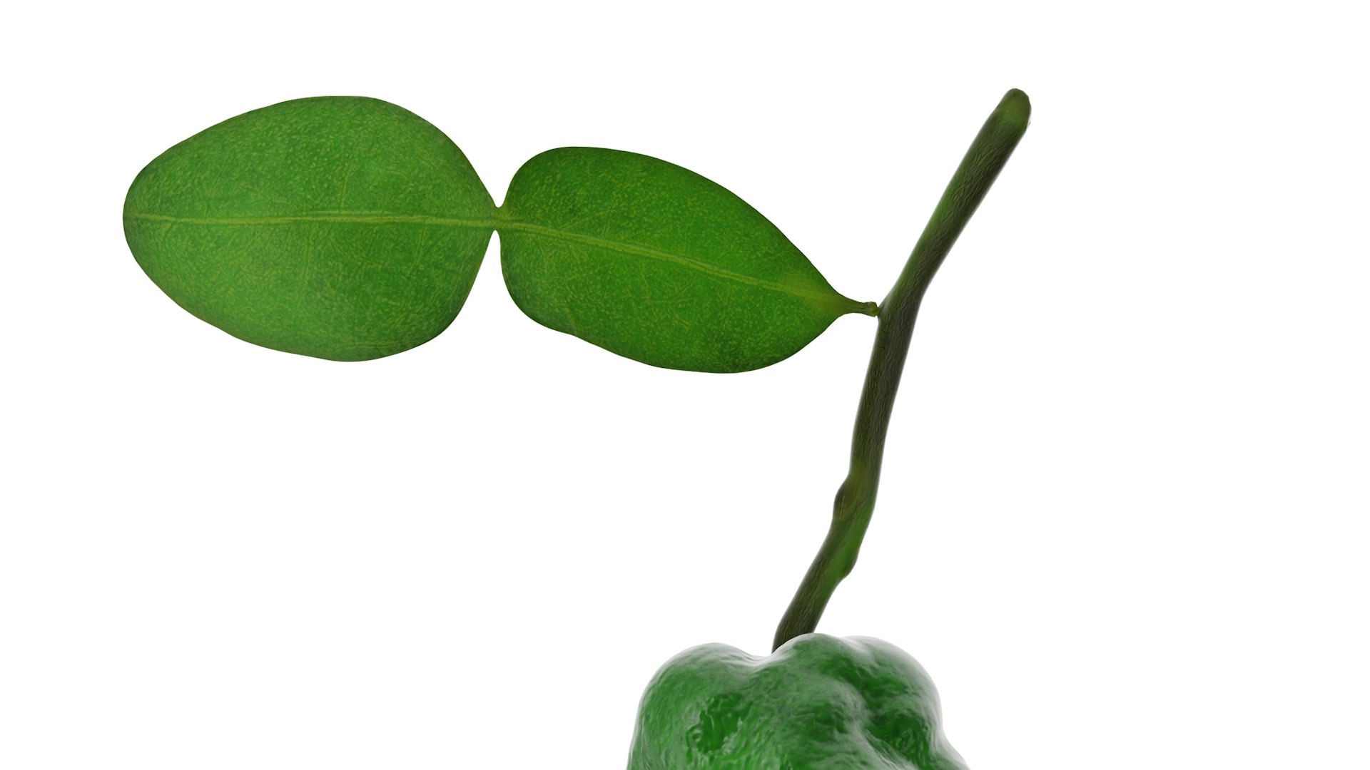 Bergamot Fruit with Leaf model https://p.turbosquid.com/ts-thumb/C4/AYlfzg/ZP/bergamot_fruit_with_leaf_010.jpg/jpg/1727786559/1920x1080/fit_q87/46c5fd717c92b7ce7a5187ea9f221b5a1615d54c/bergamot_fruit_with_leaf_010.jpg.jpg