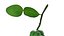 Bergamot Fruit with Leaf