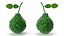 Bergamot Fruit with Leaf
