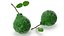 Bergamot Fruit with Leaf